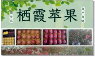 绿色小清新苹果海报展板