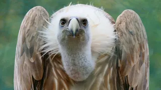 野生秃鹰摄影图片