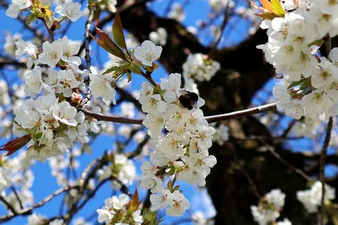 苹果树白色花朵图片 苹果树白色花朵图片
