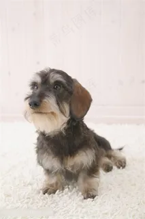 地毯上呆萌雪纳瑞狗狗图片 地毯上呆萌雪纳瑞狗狗图片