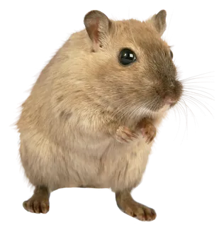 小老鼠老鼠动物