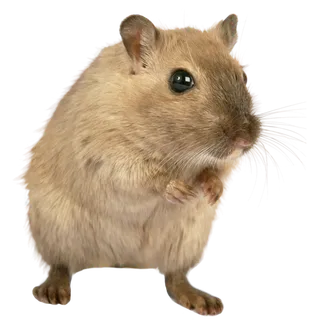 小老鼠老鼠动物