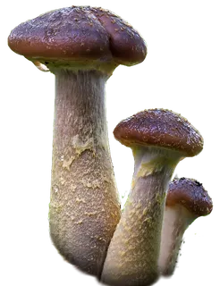 蘑菇免抠图 蘑菇免抠图
