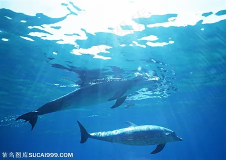 阳光洒进海水里两只海豚在嬉戏