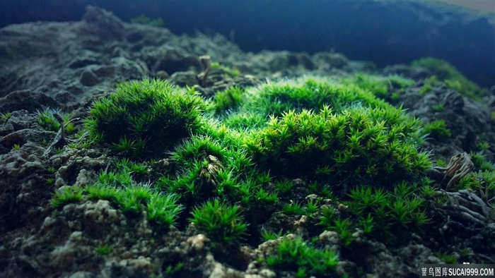 青苔绿色背景素材