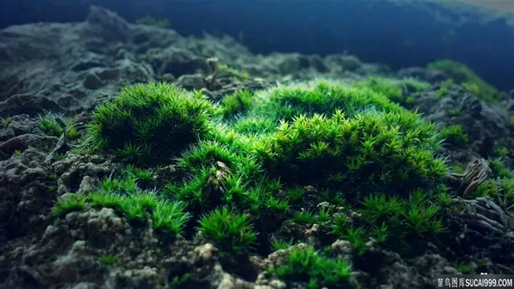 青苔绿色背景素材 青苔绿色背景素材
