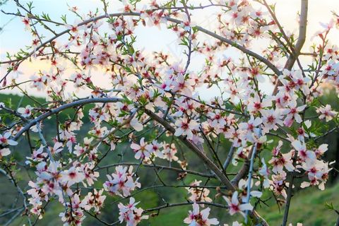 桃花枝绽放桃花图片