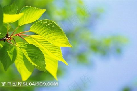 精美绿色树叶高清图片