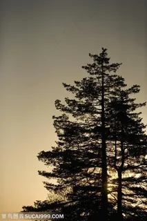 树木树叶- 两颗松树特写 树木树叶- 两颗松树特写
