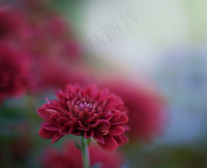 唯美鲜花花蕊高清图片