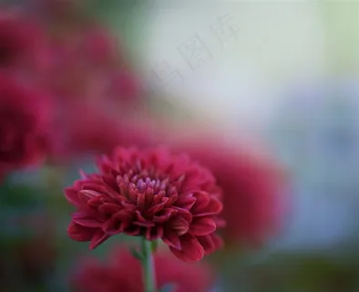 唯美鲜花花蕊高清图片 唯美鲜花花蕊高清图片