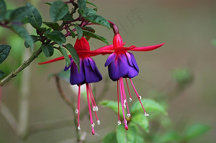 倒挂金钟鲜花图片