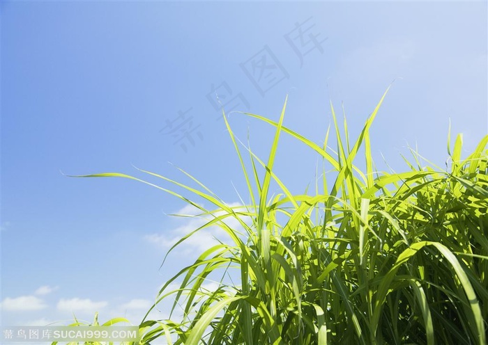 草地天空-蓝天下通透的小草