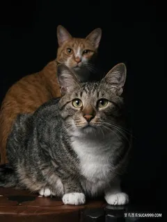 两只猫猫图片 两只猫猫图片