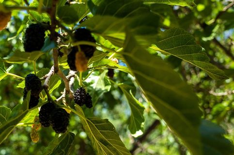 阳光下的桑葚树