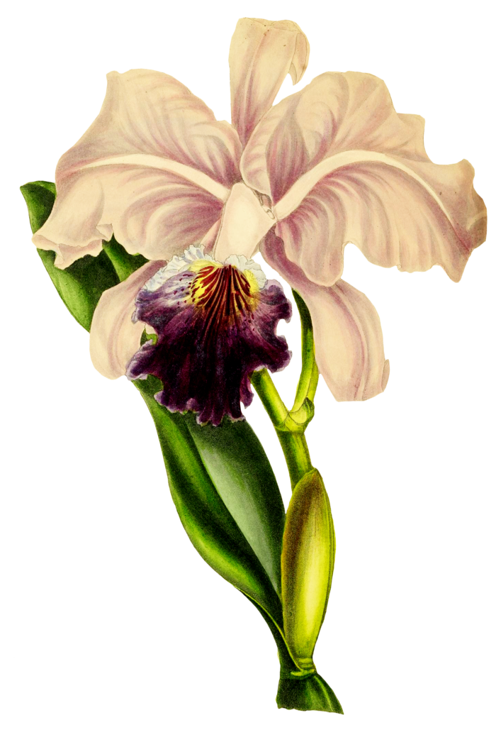 复古手绘植物花卉玫瑰花PNG免扣图案高清图片PS设计素材图