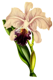 复古手绘植物花卉玫瑰花PNG免扣图案高清图片PS设计素材图