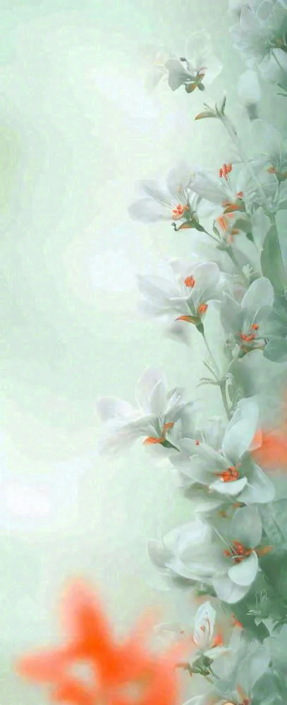 白色清新花朵朦胧唯美意境，鲜花摄影图(704x1728)