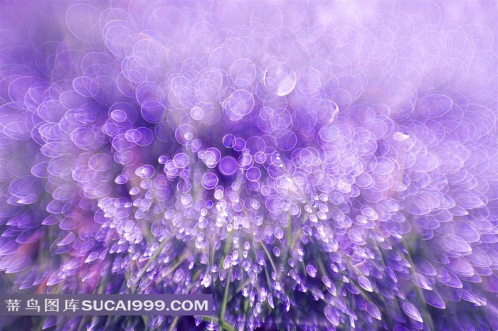 抽象紫色花卉鲜花高清图片