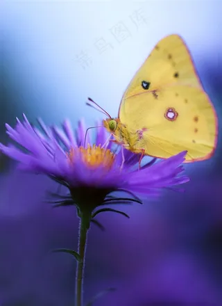 唯美鲜花蝴蝶高清图片