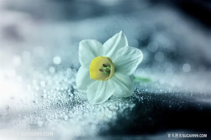 高清唯美水仙鲜花图片