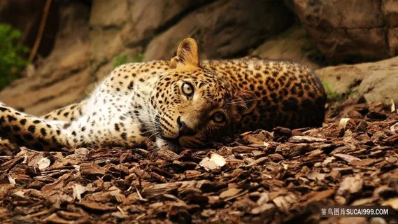 躺着的老虎动物