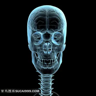 人体大脑骨骼透视图