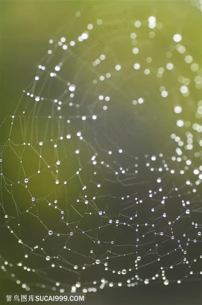 自然风景-蜘蛛网上挂着密密麻麻的水珠