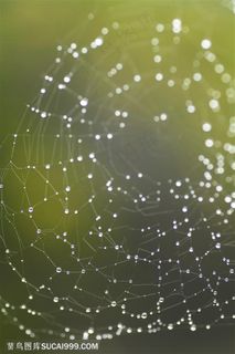自然风景-蜘蛛网上挂着密密麻麻的水珠