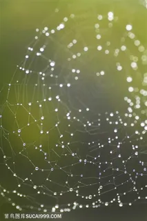 自然风景-蜘蛛网上挂着密密麻麻的水珠
