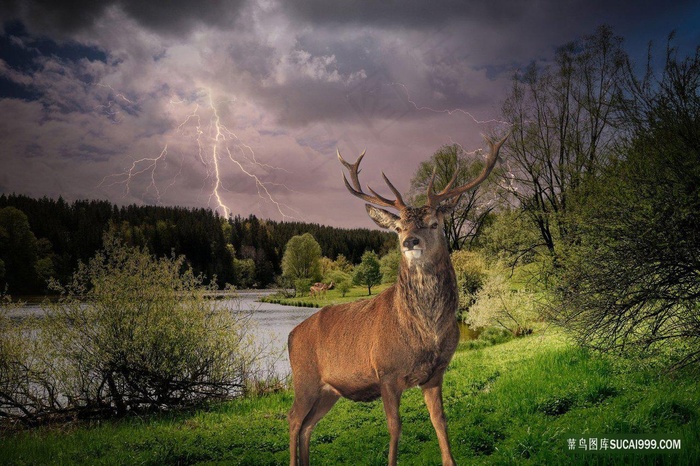 树林野生大獐鹿图片