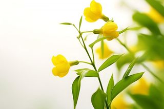 花朵黄色简约背景