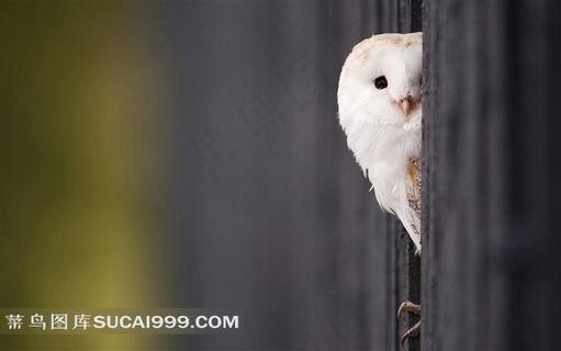 漂亮的白色猫头鹰素材