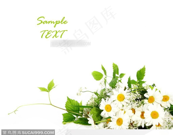 精美鲜花花卉--白色菊花