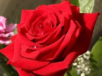 高清红玫瑰花朵图片 高清红玫瑰花朵图片