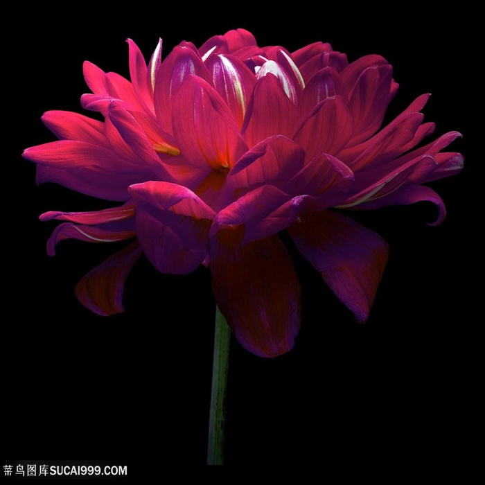 超高清唯美黑底芍药鲜花图片