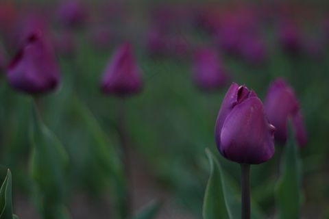 紫色郁金香花摄影图片 紫色郁金香花摄影图片