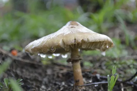 雨后白蘑菇图片 雨后白蘑菇图片
