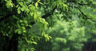 下雨天树叶绿色背景