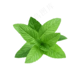 PNG 薄荷叶 植物 叶子 
