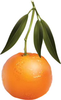 橘子免抠素材 (5)