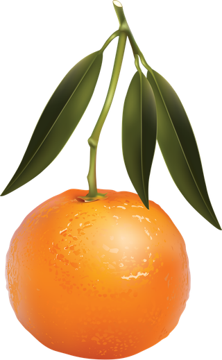 橘子免抠素材 (5)