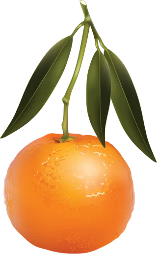 橘子免抠素材 (5)