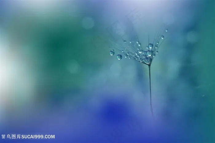 唯美一朵布满水滴的蒲公英花瓣鲜花图片