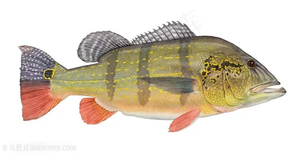 高清游鱼水彩插画装饰画 高清游鱼水彩插画装饰画