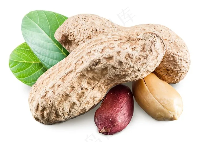 新鲜美味可口的红皮花生高清图