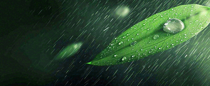 春天下雨天树叶草叶上的露珠水珠，谷雨雨水摄影图(1712x704)