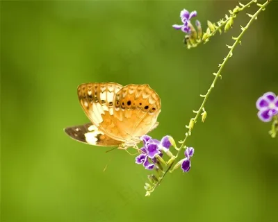 一只蝴蝶停留在蝴蝶兰上的特写 一只蝴蝶停留在蝴蝶兰上的特写