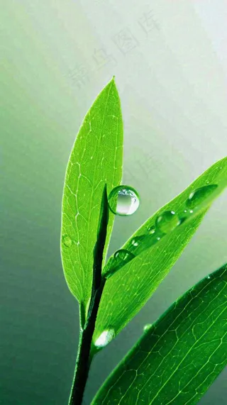 春天树叶草叶上晶莹剔透的水珠，雨水摄影图