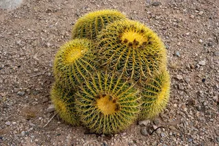 绿色仙人掌仙人球摄影素材